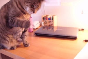 Don't try it when cats are around!