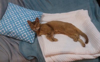 News & Updates from Anna – Cord Cutting Sessions & Rehoming Lucy