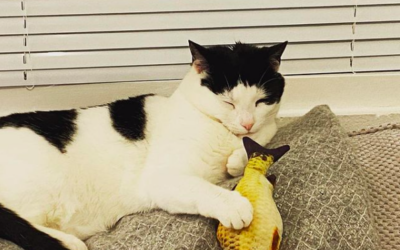 Which Soul Groups Have Been Showing up for Readings Recently?